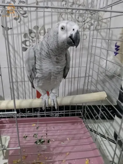 ببغاء ڨابوني