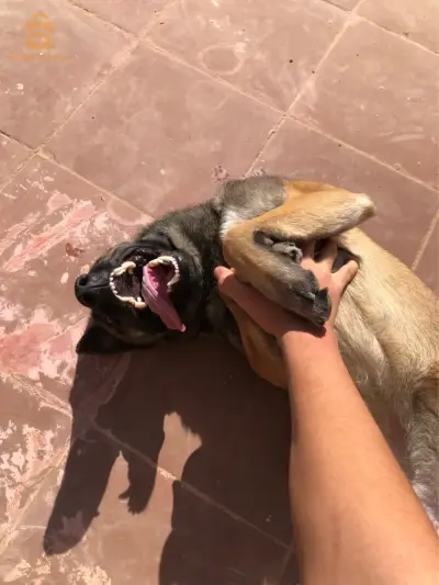ملينوا