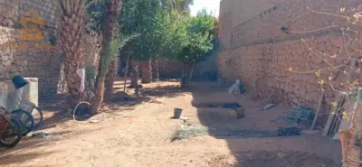 غرداية الحاج مسعود