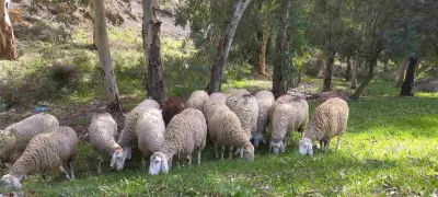 عموشة