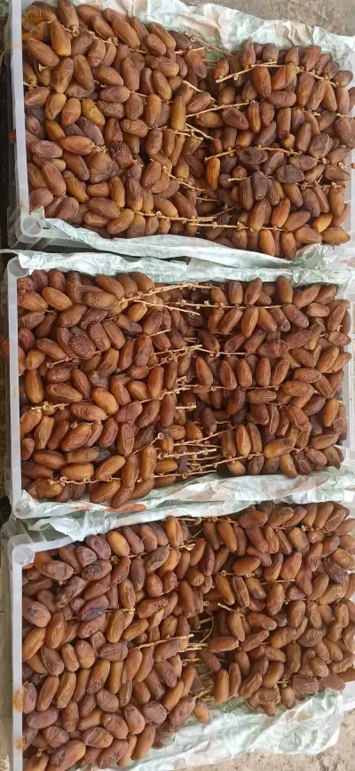 ماوسة