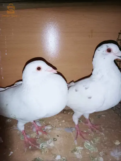 إمامة