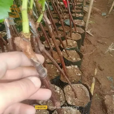 شلات عنب متنوعة