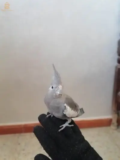 كوكتال