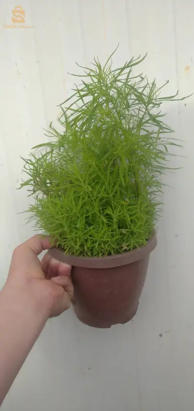 نبتات
