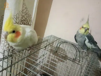 كالوبسيت للبيع