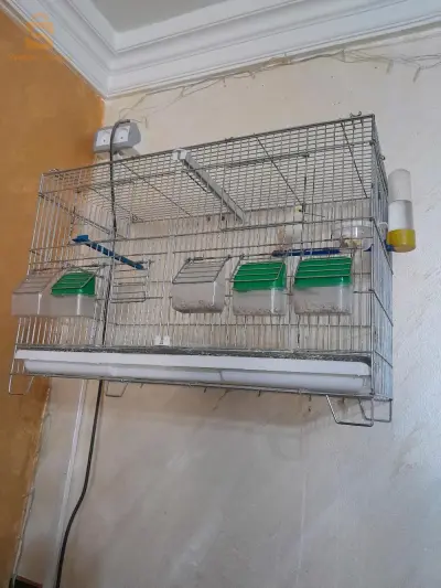عين مليلة