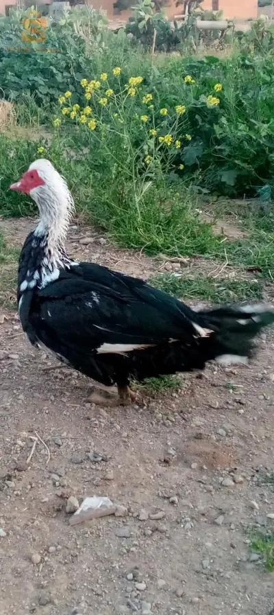 مال بطة  .بربري