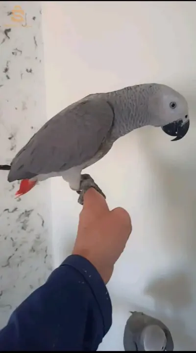 ڨابوني