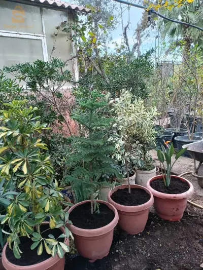 décoration jardin et villa