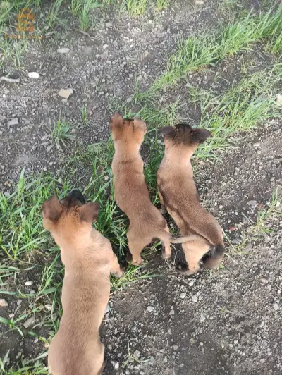 malinois