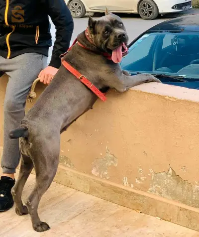 cane corso