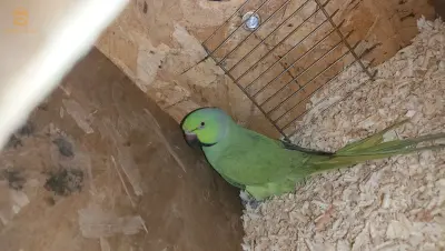 ببغاء الدرة