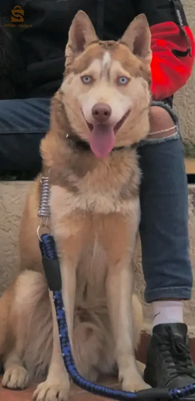 husky