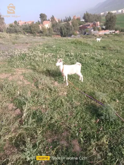 فرجيوة