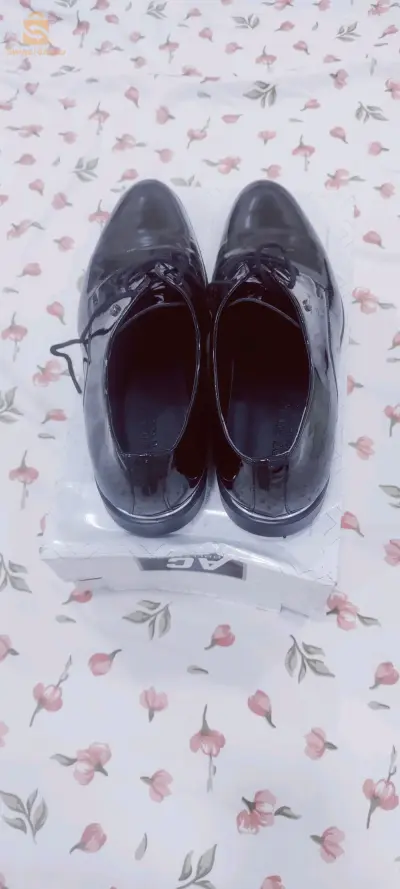 بوانتور 41
