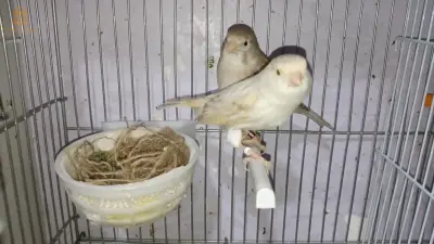 الجلفة