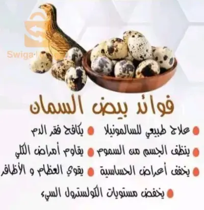 حي الصنوبر الجلفة