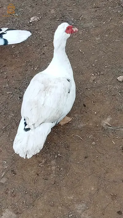 بوسماعيل
