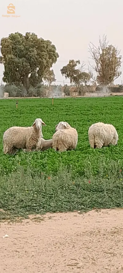 3 علوشات وحدة عندها خروف ذكر