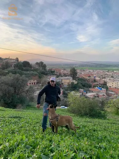مالينوا