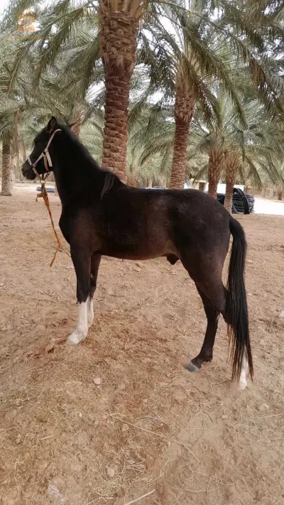 بسكرة طولقة