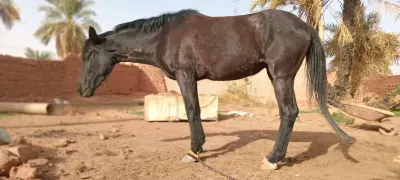 تيميمون