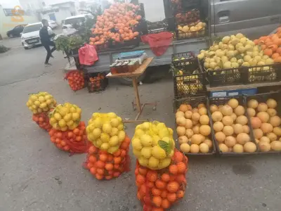 حمضيات