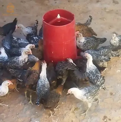 دجاج فيومي
