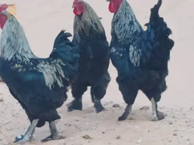 بيع طيور  الد جاج