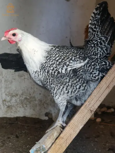 بيض عرب