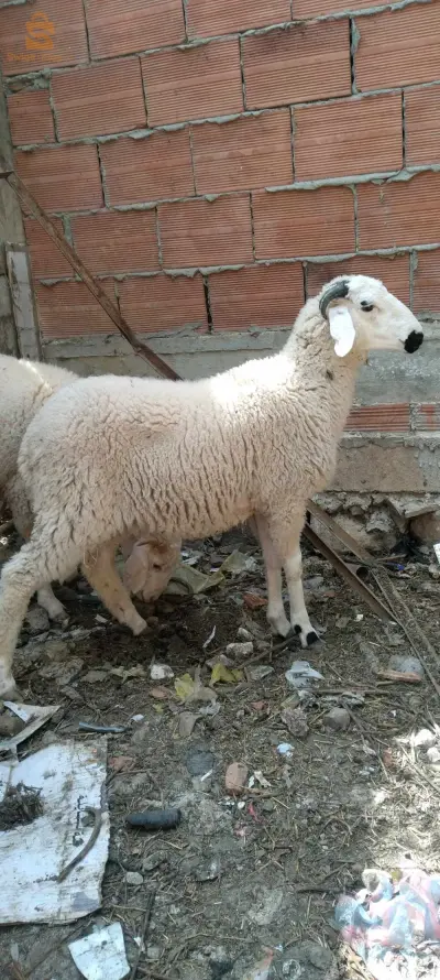 عنابة