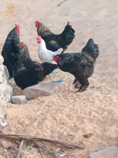 تيميمون  طلمين