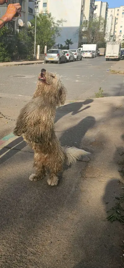 chien 🐕