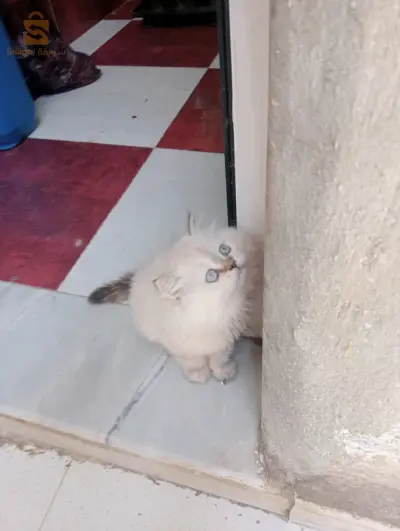 قطة من فصيلة حرة بارسون فارسي