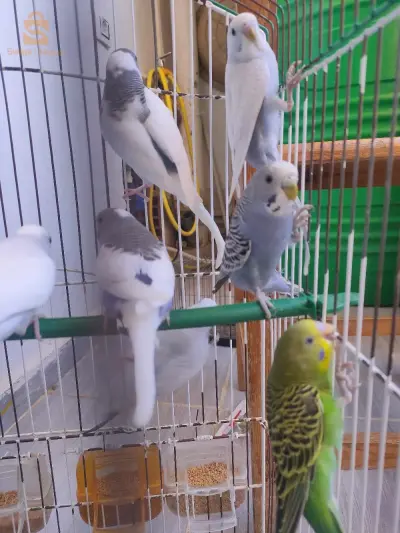 تيبازة مدينة