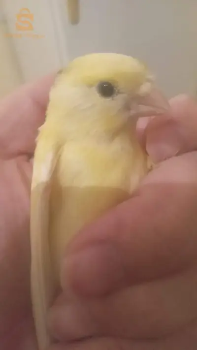 كناري للبيع