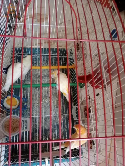 بيع