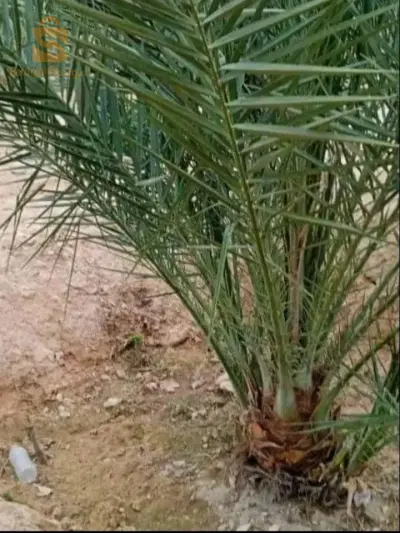 جنان للبيع