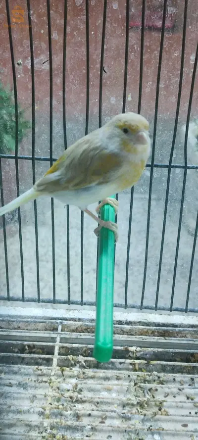 appelé moi
