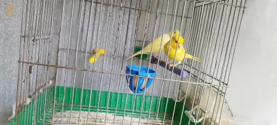 كاين 6 حبات 4 فصول