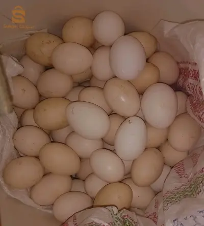 بيض عرب و اوز للبيع