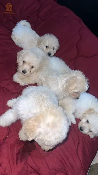 des chiots