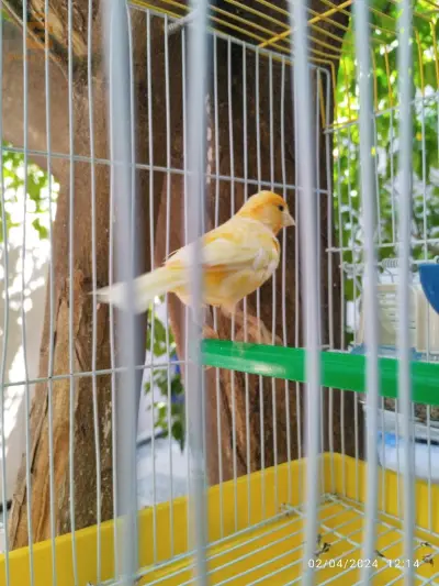 canari