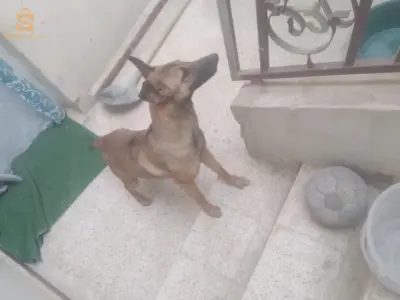 للبيع