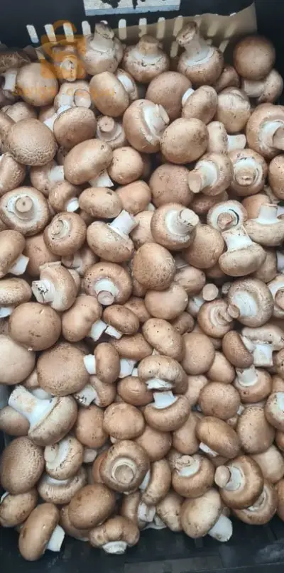 champignon 🍄🍄🍄🍄 0667301207