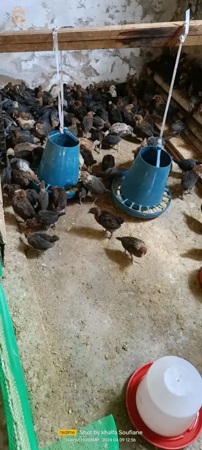 فلوس للبيع