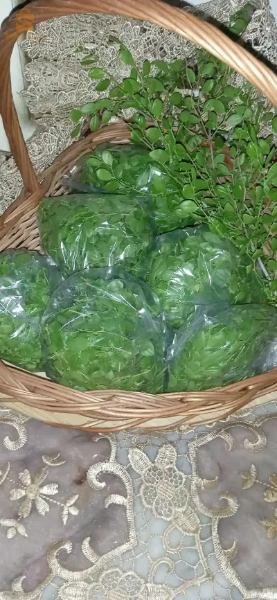 اوراق سدر للبيع