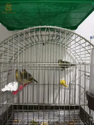 vente canari et serin du Mozambique