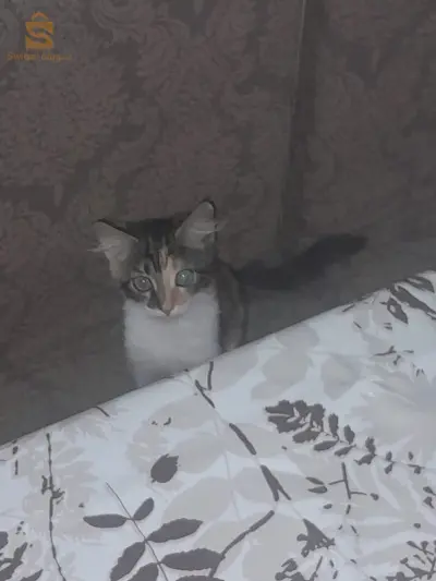 حجوط